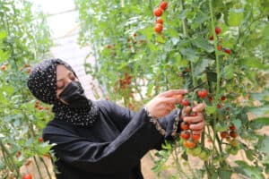 Palestinian women enterpreneur Suha Saeed Ali Hashem harvesting her products